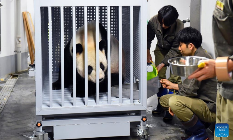 Giant panda Ri Ri is loaded into a special container at Ueno Zoo in Tokyo, Japan, Sept. 29, 2024. Beloved giant pandas Ri Ri and Shin Shin left Tokyo's Ueno Zoo in the early hours of Sunday to fly back to their home country China due to age-related health concerns. On Saturday, the final public viewing day for the panda pair, more than 2,000 fans lined up before opening to say their goodbyes, with many in tears. Giant panda Ri Ri, a male, and female giant panda Shin Shin, both from southwest China's Sichuan Province, arrived at Ueno Zoo in February 2011 under a leasing agreement. Photo: Xinhua