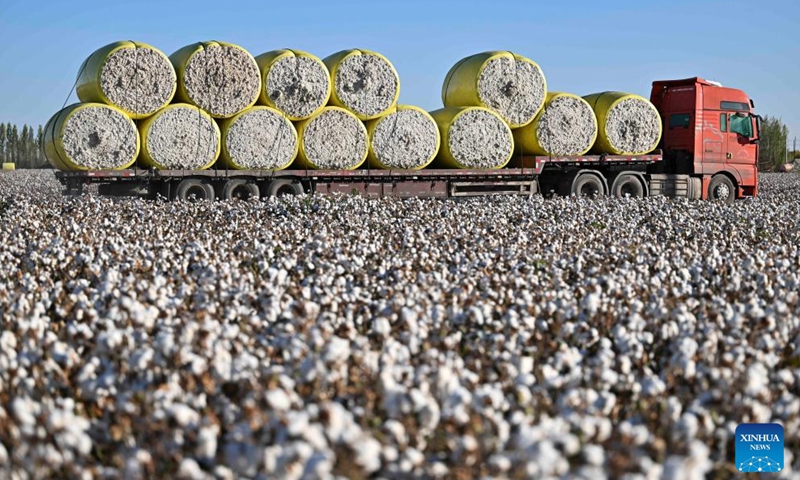 This photo taken on Sept. 29, 2024 shows a truck loaded with harvested cotton running along the cotton fields in Wujiaqu City, northwest China's Xinjiang Uygur Autonomous Region. The vast cotton fields of Xinjiang have entered the harvest season this year. (Photo: Xinhua)