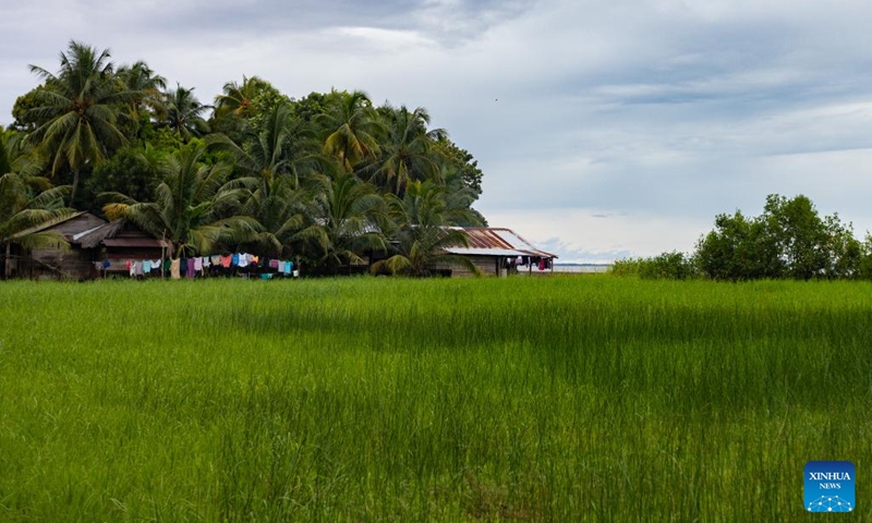 This photo shows a residential cluster in Rama Cay in South Caribbean Coast Autonomous Region, Nicaragua, Sept. 25, 2024. Rama Cay, an island located 15 kilometers south of Bluefields, is inhabited by about 2,000 people that live mainly on fishing. Photo: Xinhua