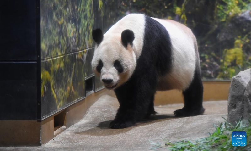 Giant panda Ri Ri is pictured at Ueno Zoo in Tokyo, Japan, Sept. 28, 2024. Beloved giant pandas Ri Ri and Shin Shin left Tokyo's Ueno Zoo in the early hours of Sunday to fly back to their home country China due to age-related health concerns. On Saturday, the final public viewing day for the panda pair, more than 2,000 fans lined up before opening to say their goodbyes, with many in tears. Giant panda Ri Ri, a male, and female giant panda Shin Shin, both from southwest China's Sichuan Province, arrived at Ueno Zoo in February 2011 under a leasing agreement. Photo: Xinhua