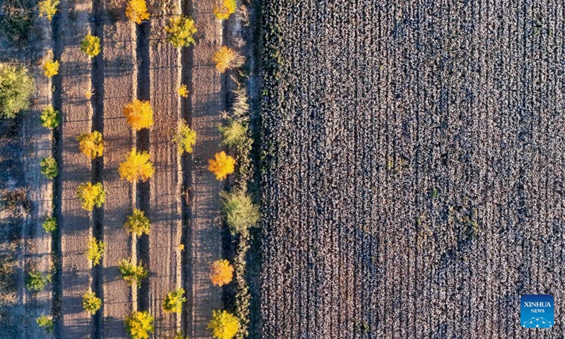 An aerial drone photo taken on Sept. 29, 2024 shows the cotton fields in Wujiaqu City, northwest China's Xinjiang Uygur Autonomous Region. The vast cotton fields of Xinjiang have entered the harvest season this year. (Photo: Xinhua)