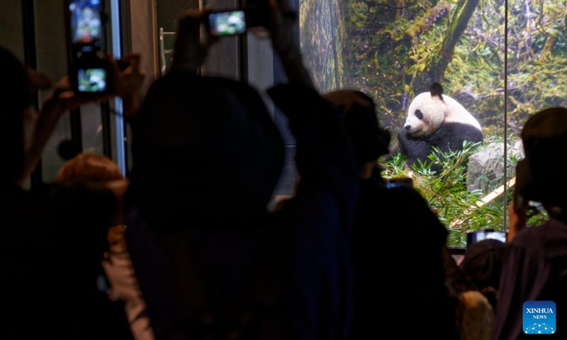 Visitors take photos of giant panda Ri Ri at Ueno Zoo in Tokyo, Japan, Sept. 28, 2024. Beloved giant pandas Ri Ri and Shin Shin left Tokyo's Ueno Zoo in the early hours of Sunday to fly back to their home country China due to age-related health concerns. On Saturday, the final public viewing day for the panda pair, more than 2,000 fans lined up before opening to say their goodbyes, with many in tears. Giant panda Ri Ri, a male, and female giant panda Shin Shin, both from southwest China's Sichuan Province, arrived at Ueno Zoo in February 2011 under a leasing agreement. Photo: Xinhua