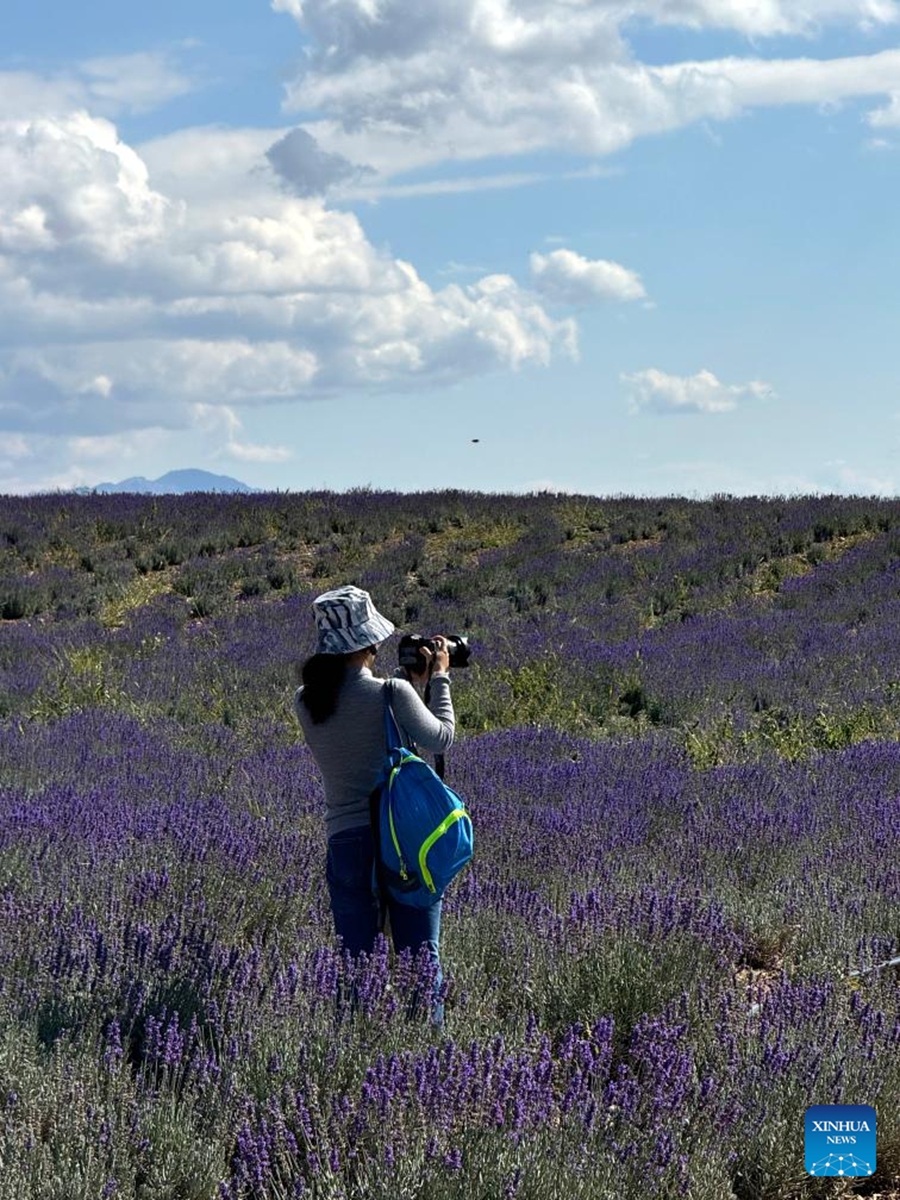 A visitor takes photos at a lavender flower field at Tianshan Huahai national modern agricultural industrial park in Yining City, Ili Kazak Autonomous Prefecture, northwest China's Xinjiang Uygur Autonomous Region, Sept. 28, 2024. With a construction area of 60,000 mu (about 4,000 hectares), the park aims to develop various industries such as agriculture and forestry, processing of agricultural products, and leisure tourism, in order to create a distinctive demonstration zone with integrating features. Photo: Xinhua