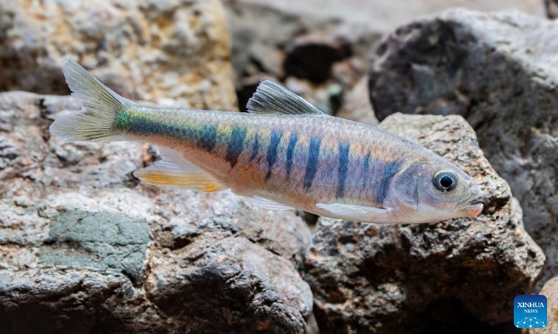 This photo taken in September 2024 shows Opsariichthys rubriventris, a new cyprinid fish species, in Huidong County of Huizhou City, south China's Guangdong Province. Chinese researchers have discovered a new cyprinid fish species, Opsariichthys rubriventris, in Huizhou City in south China's Guangdong Province. (Photo; Xinhua)