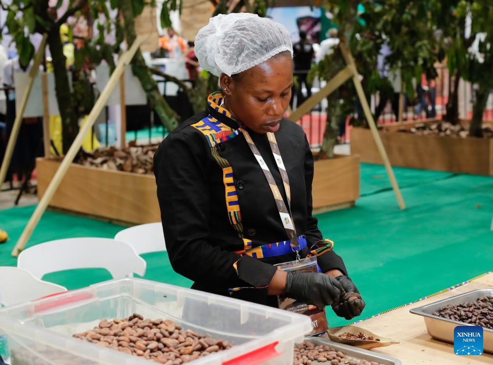 An exhibitor processes dried cocoa beans during the 9th National Cocoa and Chocolate Day in Abidjan, Cote d'Ivoire, Sept. 28, 2024. The event was held in Abidjan from Sept. 28 to 30. (Photo: Xinhua)