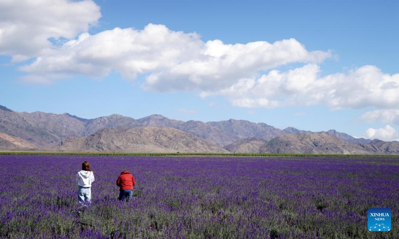 Visitors have fun at a lavender flower field at Tianshan Huahai national modern agricultural industrial park in Yining City, Ili Kazak Autonomous Prefecture, northwest China's Xinjiang Uygur Autonomous Region, Sept. 28, 2024. With a construction area of 60,000 mu (about 4,000 hectares), the park aims to develop various industries such as agriculture and forestry, processing of agricultural products, and leisure tourism, in order to create a distinctive demonstration zone with integrating features. Photo: Xinhua