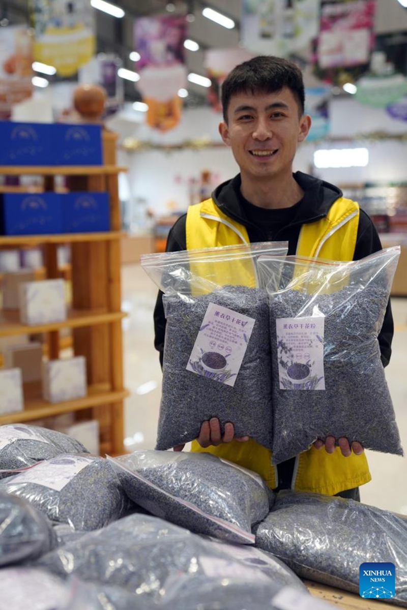 A worker shows dried lavender flowers at Tianshan Huahai national modern agricultural industrial park in Yining City, Ili Kazak Autonomous Prefecture, northwest China's Xinjiang Uygur Autonomous Region, Sept. 28, 2024. With a construction area of 60,000 mu (about 4,000 hectares), the park aims to develop various industries such as agriculture and forestry, processing of agricultural products, and leisure tourism, in order to create a distinctive demonstration zone with integrating features. Photo: Xinhua