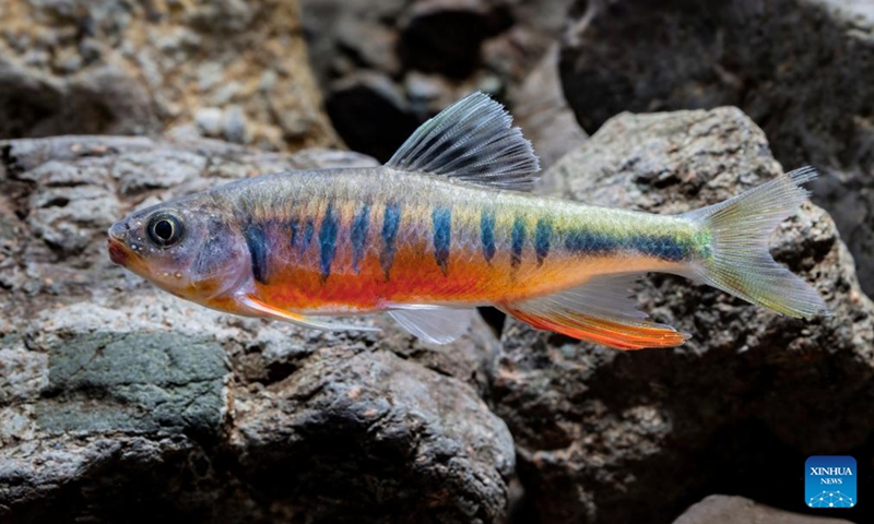 This photo taken in September 2024 shows Opsariichthys rubriventris, a new cyprinid fish species, in Huidong County of Huizhou City, south China's Guangdong Province. Chinese researchers have discovered a new cyprinid fish species, Opsariichthys rubriventris, in Huizhou City in south China's Guangdong Province. (Photo; Xinhua)