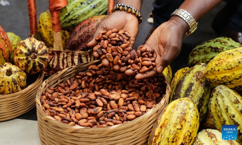 An exhibitor displays dried cocoa beans during the 9th National Cocoa and Chocolate Day in Abidjan, Cote d'Ivoire, Sept. 28, 2024. The event was held in Abidjan from Sept. 28 to 30. (Photo: Xinhua)