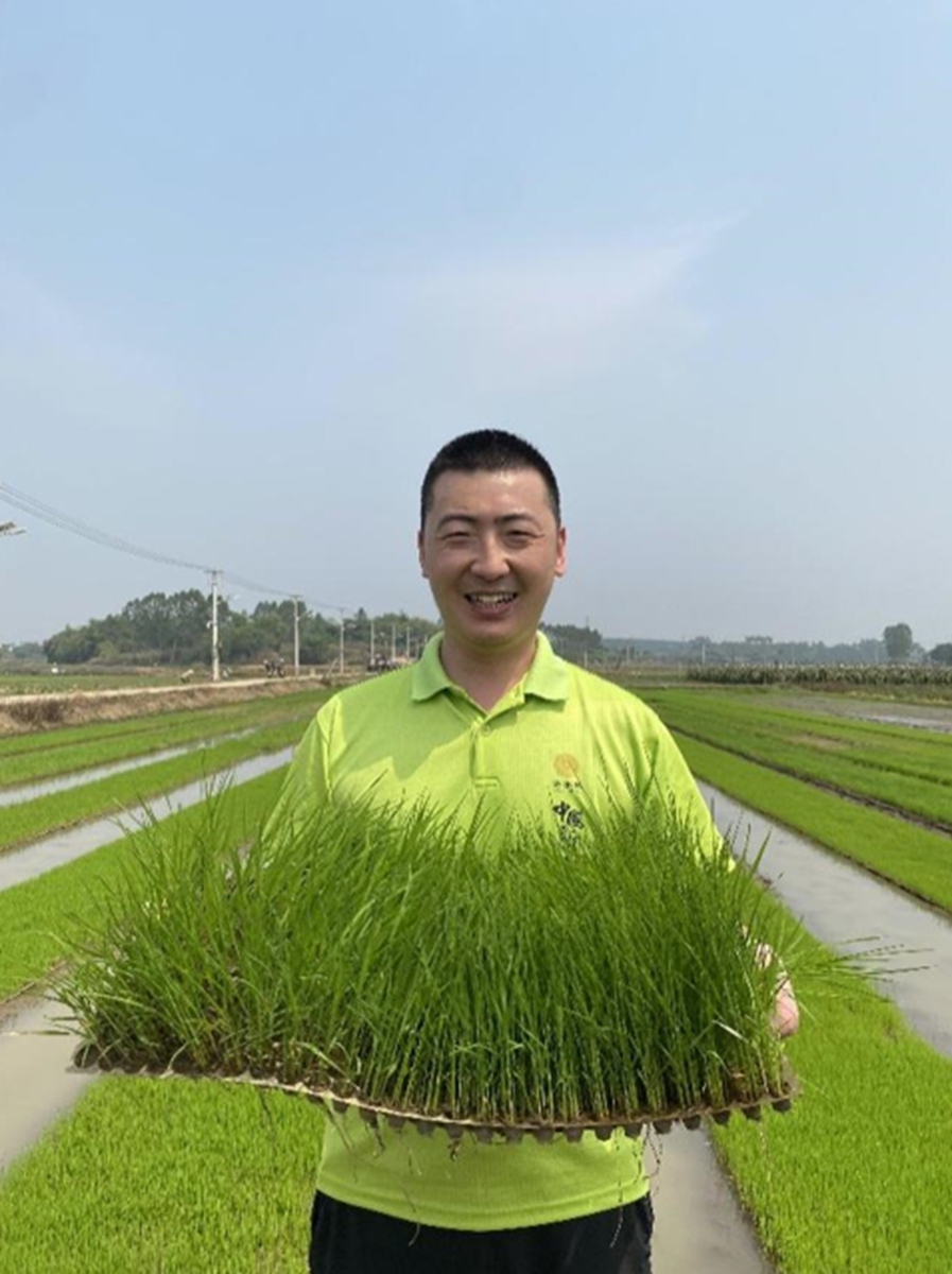 In the seawater rice planting base Photo provided by participating team 