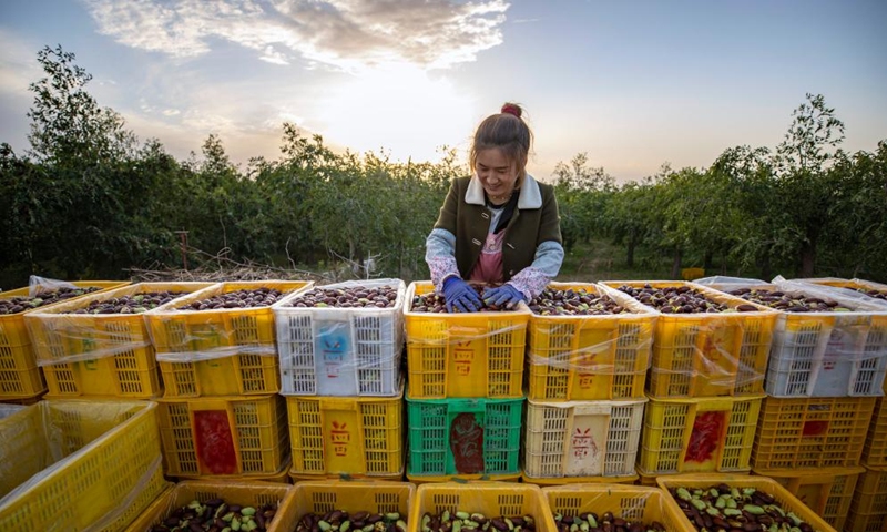 A farmer sorts out local specialty jujubes at a planting base in Dongta Town of Lingwu City, northwest China's Ningxia Hui Autonomous Region, Sept. 30, 2024. Recently, Lingwu is witnessing the harvest season for its 68,300 mu (about 4,553.33 hectares) of specialty jujubes. (Xinhua/Yang Zhisen)