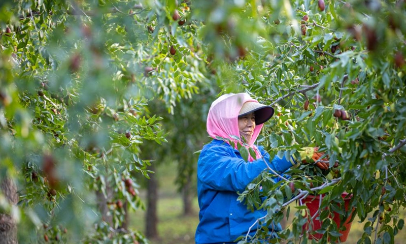 A farmer harvests local specialty jujubes at a planting base in Dongta Town of Lingwu City, northwest China's Ningxia Hui Autonomous Region, Sept. 30, 2024. Recently, Lingwu is witnessing the harvest season for its 68,300 mu (about 4,553.33 hectares) of specialty jujubes. (Xinhua/Yang Zhisen)