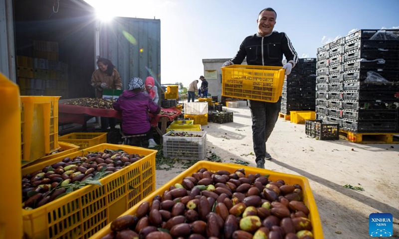 Farmers sort out local specialty jujubes at a planting base in Dongta Town of Lingwu City, northwest China's Ningxia Hui Autonomous Region, Sept. 30, 2024. Recently, Lingwu is witnessing the harvest season for its 68,300 mu (about 4,553.33 hectares) of specialty jujubes. (Xinhua/Yang Zhisen)