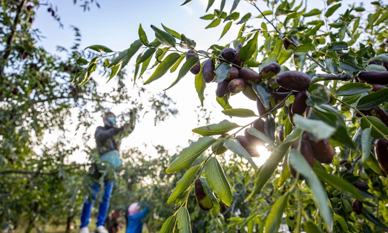 Farmers harvest local specialty jujubes at a planting base in Dongta Town of Lingwu City, northwest China's Ningxia Hui Autonomous Region, Sept. 30, 2024. Recently, Lingwu is witnessing the harvest season for its 68,300 mu (about 4,553.33 hectares) of specialty jujubes. (Xinhua/Yang Zhisen)