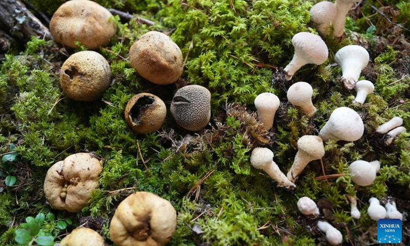 Photo taken on Oct. 4, 2024 shows mushrooms on display at Latvian Museum of Natural History in Riga, Latvia. The exhibition is held here from Oct. 4 to Oct. 6. (Photo by Edijs Palens/Xinhua)