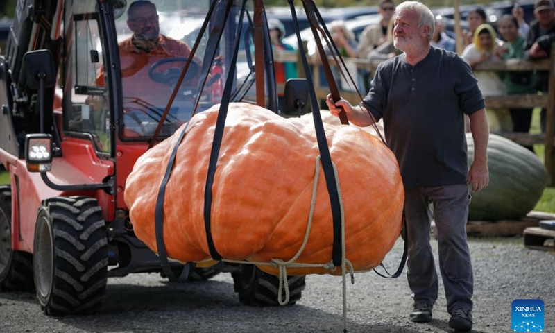 A giant pumpkin is transported for weighing during the 2024 Giant Pumpkin Weigh-Off competition in Langley, British Columbia, Canada, Oct. 5, 2024. The annual province-wide giant pumpkin weigh-off competition returned to Langley on Saturday, drawing dozens of growers to compete. (Photo by Liang Sen/Xinhua)