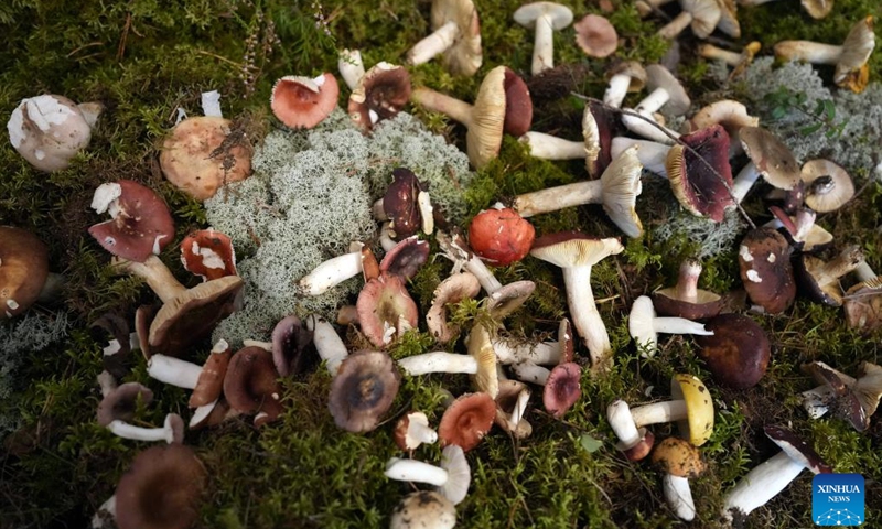 Photo taken on Oct. 4, 2024 shows mushrooms on display at Latvian Museum of Natural History in Riga, Latvia. The exhibition is held here from Oct. 4 to Oct. 6. (Photo by Edijs Palens/Xinhua)