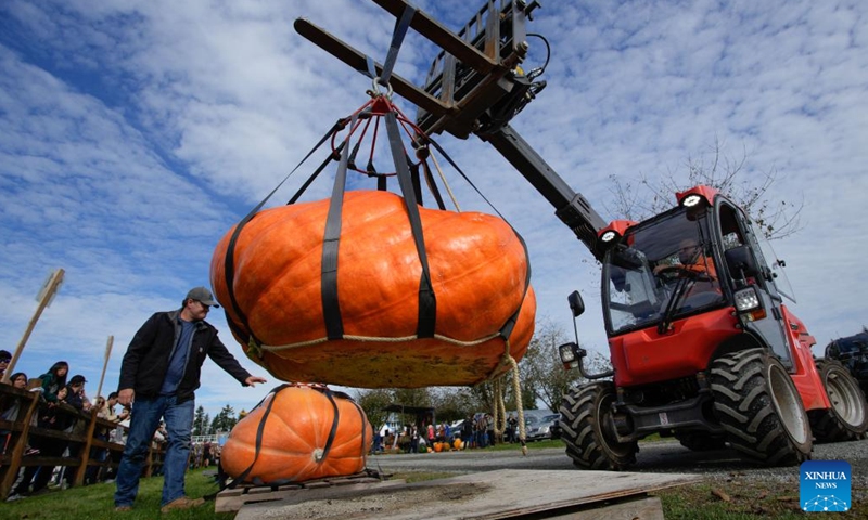 A giant pumpkin is lifted to be weighed during the 2024 Giant Pumpkin Weigh-Off competition in Langley, British Columbia, Canada, Oct. 5, 2024. The annual province-wide giant pumpkin weigh-off competition returned to Langley on Saturday, drawing dozens of growers to compete. (Photo by Liang Sen/Xinhua)