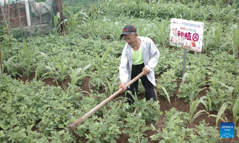 Li Hongnian works in the field in Xiangxi Tujia and Miao Autonomous Prefecture, central China's Hunan Province, June 25, 2024. (Xinhua/Lin Jianjie)