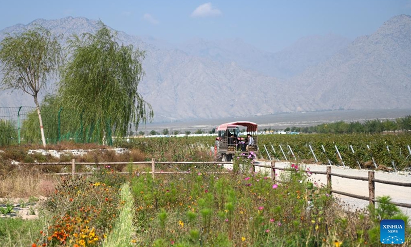 Tourists visit a vineyard of the Dulaan Holiday Wine Stroll in Helan County, northwest China's Ningxia Hui Autonomous Region, Oct. 4, 2024.