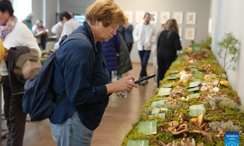 People visit a mushroom exhibition at Latvian Museum of Natural History in Riga, Latvia, on Oct. 4, 2024. The exhibition is held here from Oct. 4 to Oct. 6. (Photo by Edijs Palens/Xinhua)