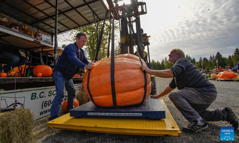 A giant pumpkin is lifted onto the scale during the 2024 Giant Pumpkin Weigh-Off competition in Langley, British Columbia, Canada, Oct. 5, 2024. The annual province-wide giant pumpkin weigh-off competition returned to Langley on Saturday, drawing dozens of growers to compete. (Photo by Liang Sen/Xinhua)