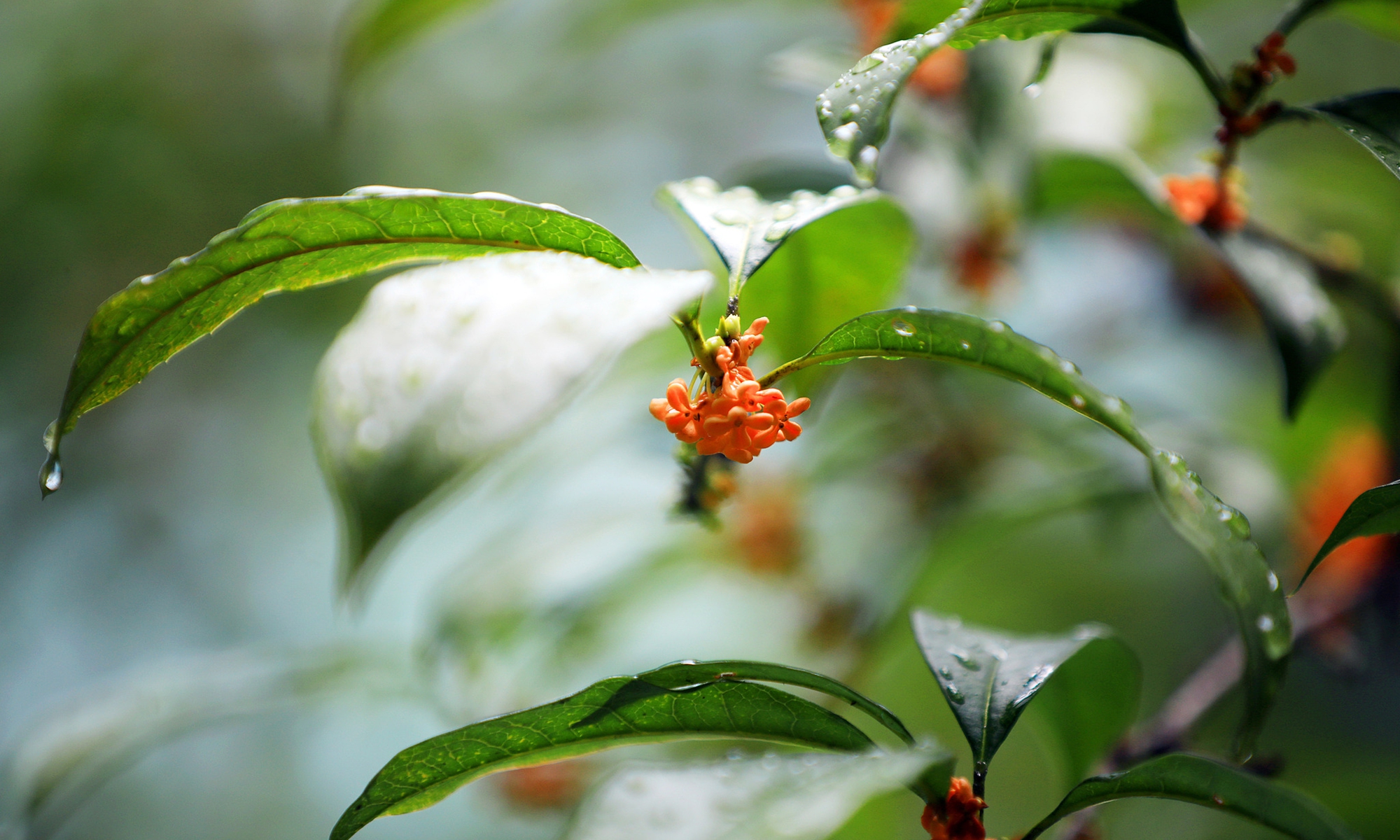 Osmanthus blooms in Huai'an, East China's Jiangsu Province, on October 7, 2024 Photo: VCG