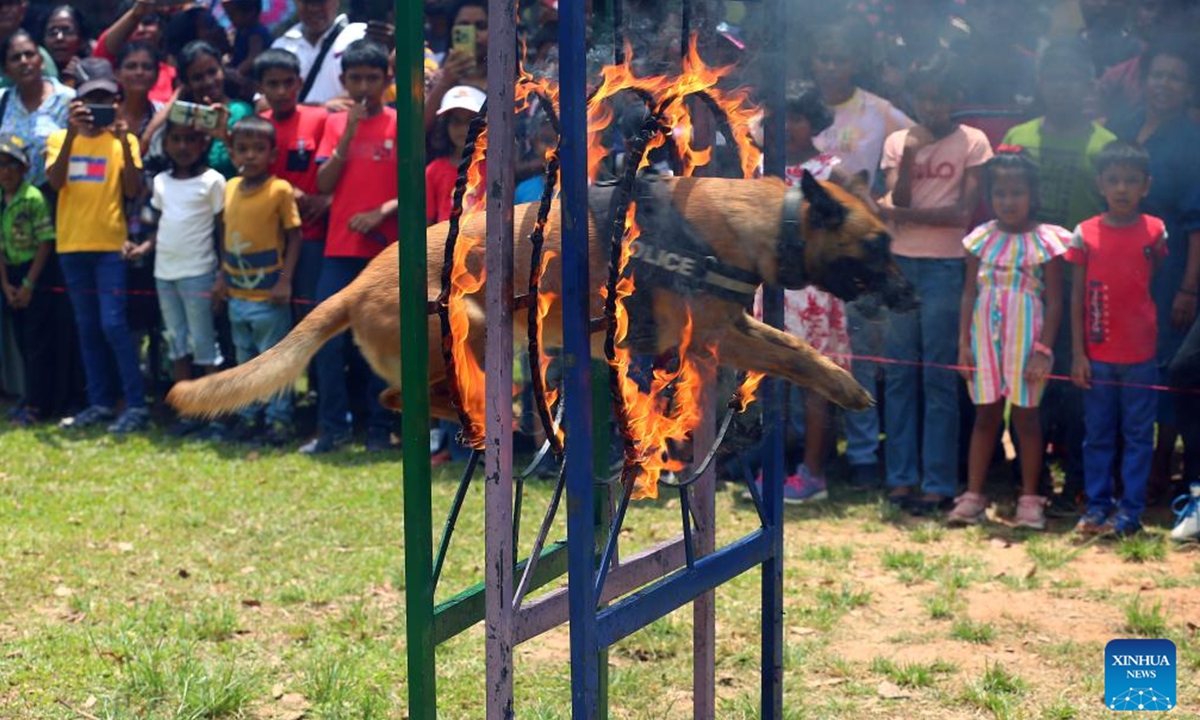 A dog of Sri Lankan police department's canine force performs at a park in Colombo, Sri Lanka, on Oct. 6, 2024. (Photo: Xinhua)