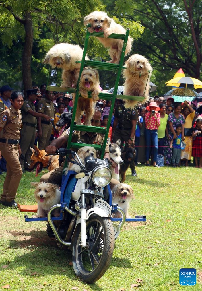 Dogs of Sri Lankan police department's canine force perform at a park in Colombo, Sri Lanka, on Oct. 6, 2024.  (Photo: Xinhua)