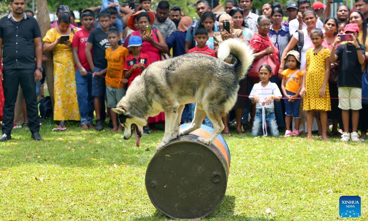 A dog of Sri Lankan police department's canine force performs at a park in Colombo, Sri Lanka, on Oct. 6, 2024. (Photo: Xinhua)