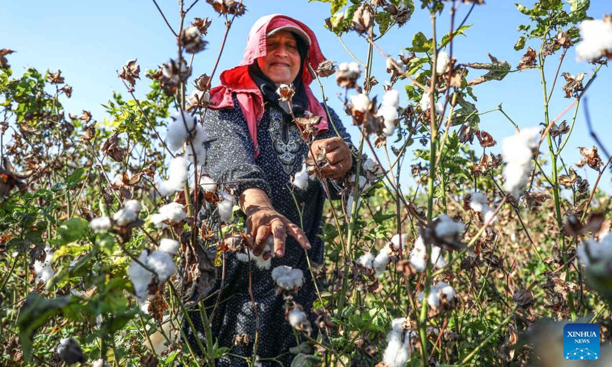 A farmer harvests cotton at a field in Menoufia Governorate, Egypt, Sept. 30, 2024.  (Photo: Xinhua)