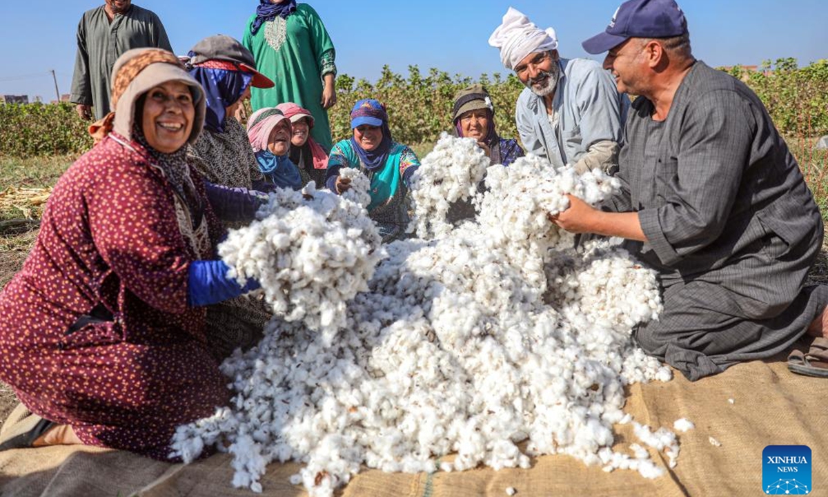 Farmers show newly-harvested cottons at a field in Menoufia Governorate, Egypt, Sept. 30, 2024.  (Photo: Xinhua)