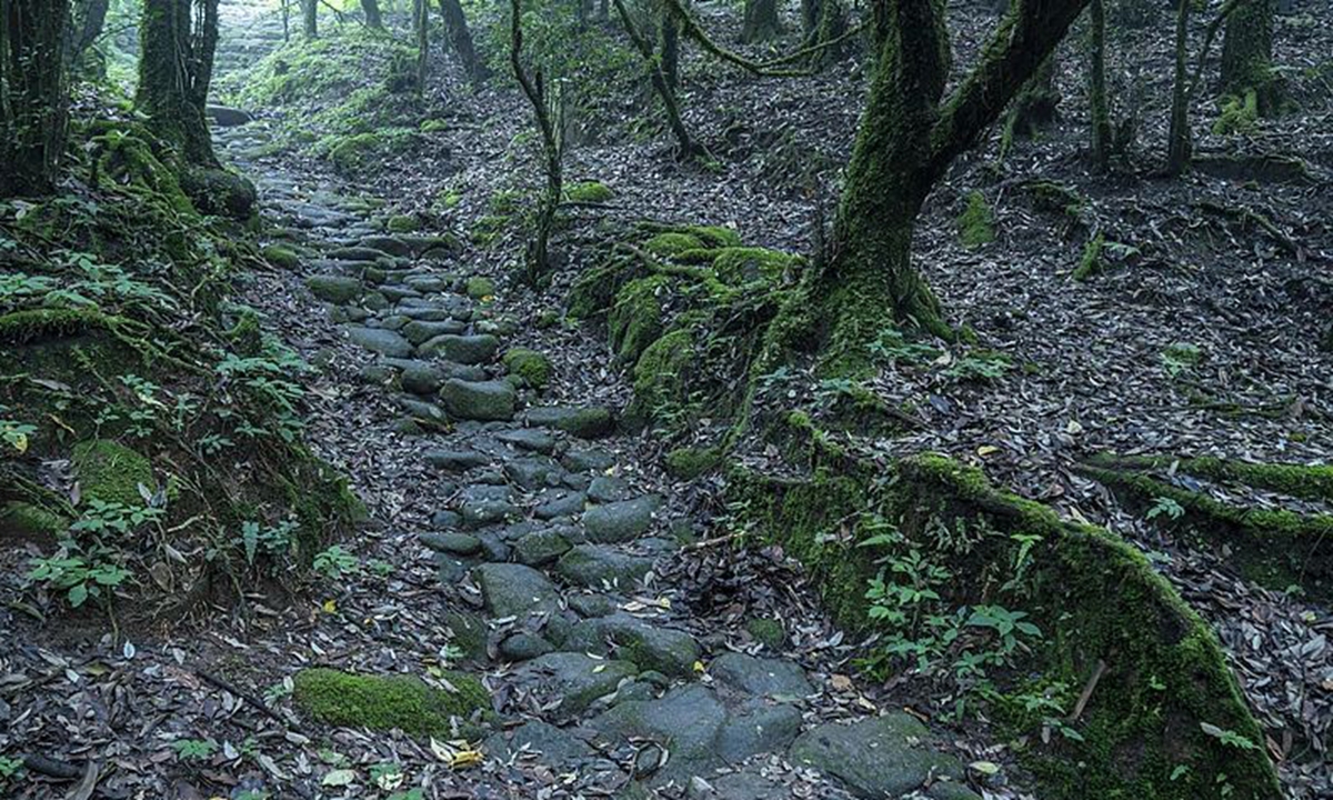 A site opened to tourists in the Ailao Mountains, Southwest China's Yunnan Province. (Photo: CCTV)