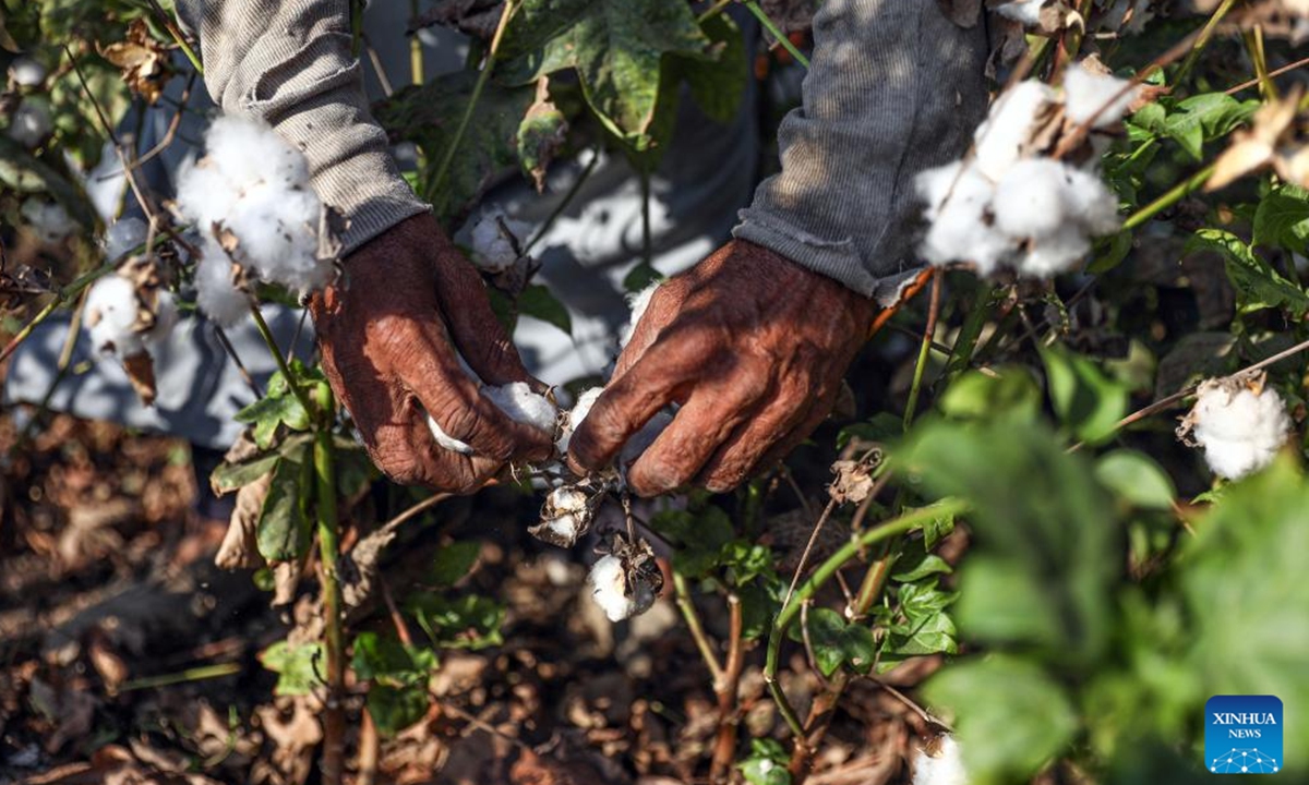 A farmer harvests cotton at a field in Menoufia Governorate, Egypt, Sept. 30, 2024.  (Photo: Xinhua)