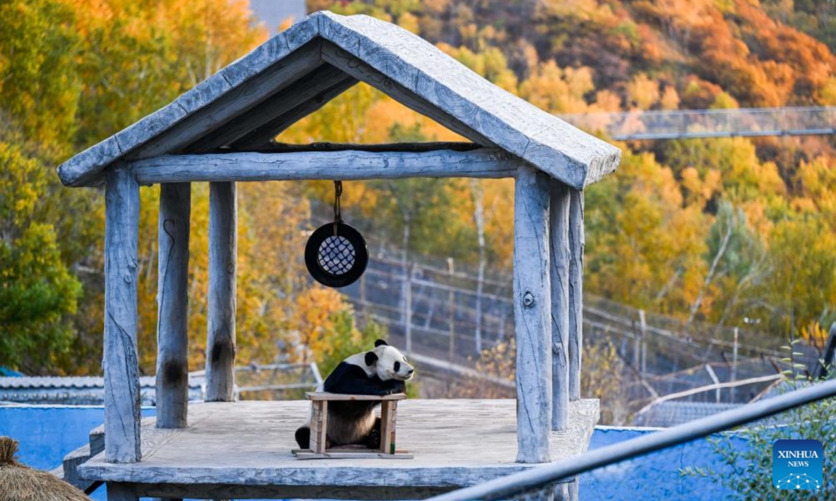 A giant panda is pictured at a zoo in Zhuozi County of Ulanqab, north China's Inner Mongolia Autonomous Region, Oct. 6, 2024. (Photo: Xinhua)