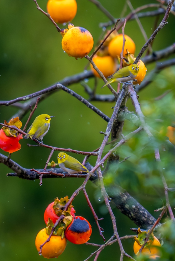 Birds perch on a persimmon tree as persimmons ripen and turn red in Xinchang, East China's Zhejiang Province, on October 8, 2024. Photo: VCG