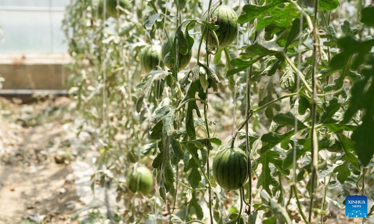 This photo taken on June 21, 2024 shows watermelons growing in a greenhouse in Bainang County of southwest China's Xizang Autonomous Region. (Photo: Xinhua)