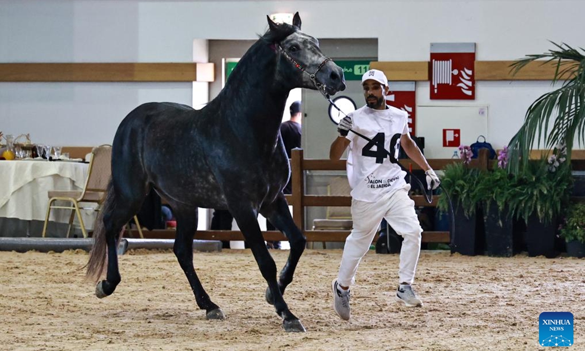 A contestant participates in the Barb horse champion competition at the 15th Horse Show of El Jadida, in El Jadida, Morocco, Oct. 5, 2024.  (Photo: Xinhua)