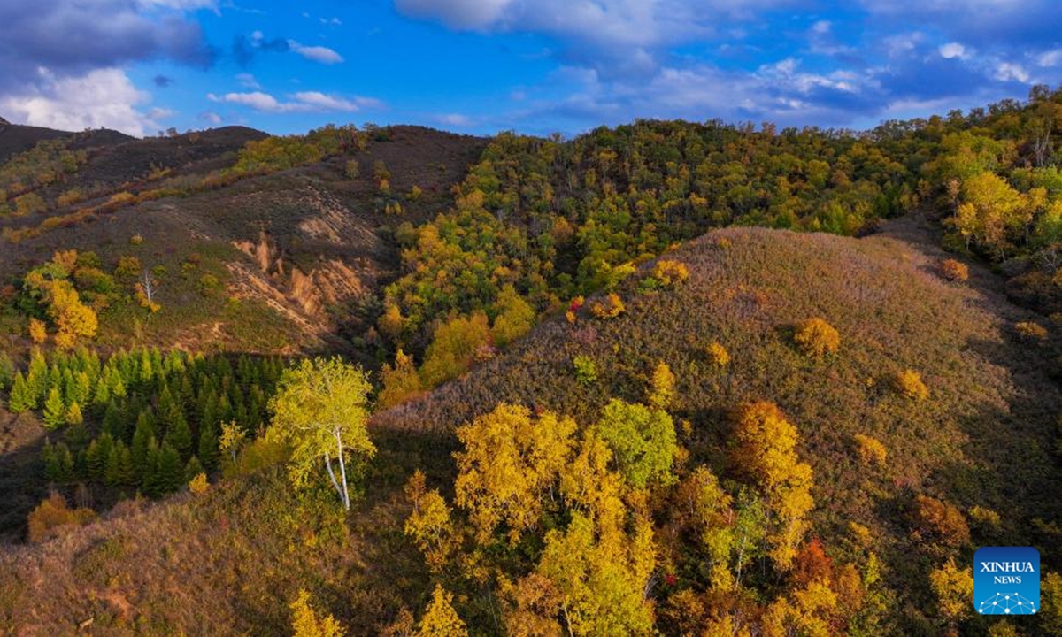 An aerial drone photo taken on Oct. 6, 2024 shows the autumn scenery in Zhuozi County of Ulanqab, north China's Inner Mongolia Autonomous Region. (Photo: Xinhua)