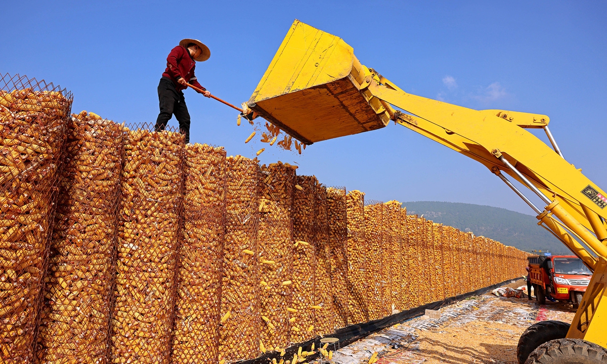 A farmer from a local village in Zaozhuang, East China's Shandong Province, stores harvested corn on October 8, 2024. With most parts of the country enjoying clear and pleasant weather in recent days, some 38.1 percent of fall grain had been harvested nationwide as of October 4, which is 1.9 percentage points ahead of the same period in 2023. Photo: VCG