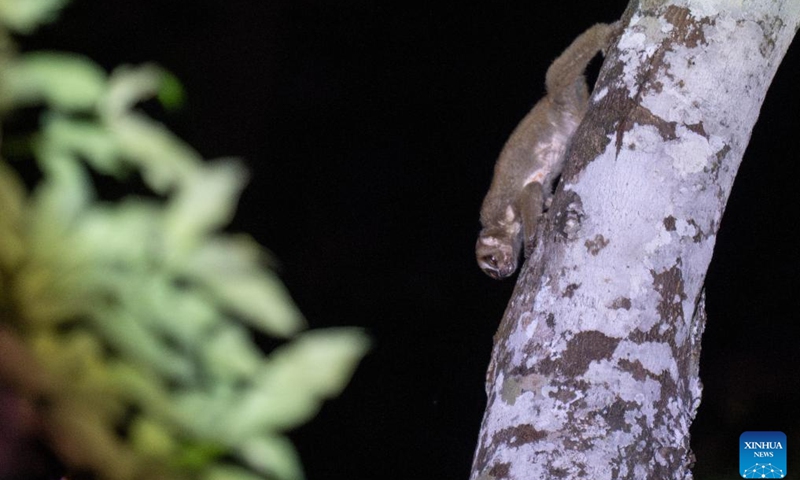 A wild Sunda slow loris is pictured in the forest of Singapore's Central Catchment Nature Reserve, on Oct. 7, 2024. (Photo: Xinhua)