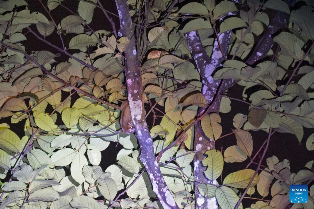 A wild Sunda slow loris is pictured in the forest of Singapore's Central Catchment Nature Reserve, on Oct. 7, 2024. (Photo: Xinhua)