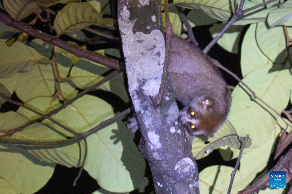 A wild Sunda slow loris is pictured in the forest of Singapore's Central Catchment Nature Reserve, on Oct. 7, 2024. (Photo: Xinhua)