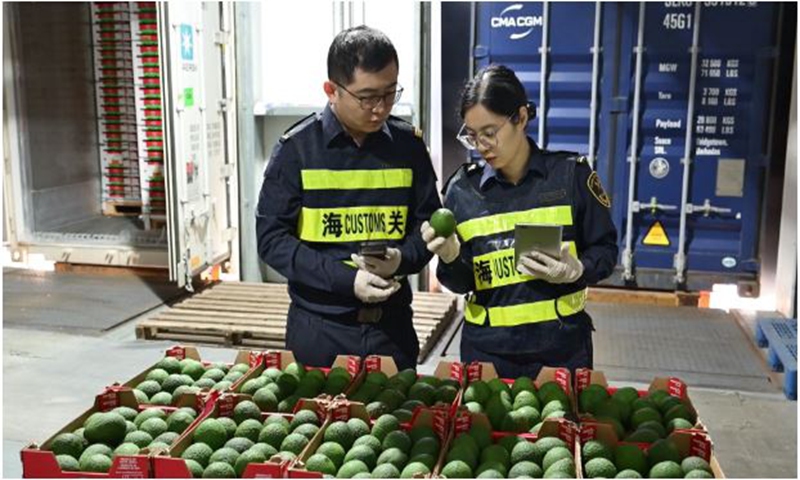 Shanghai customs staff members inspect imported South African avocadoes.  Photo: Screenshot of the report from cnstock.com  