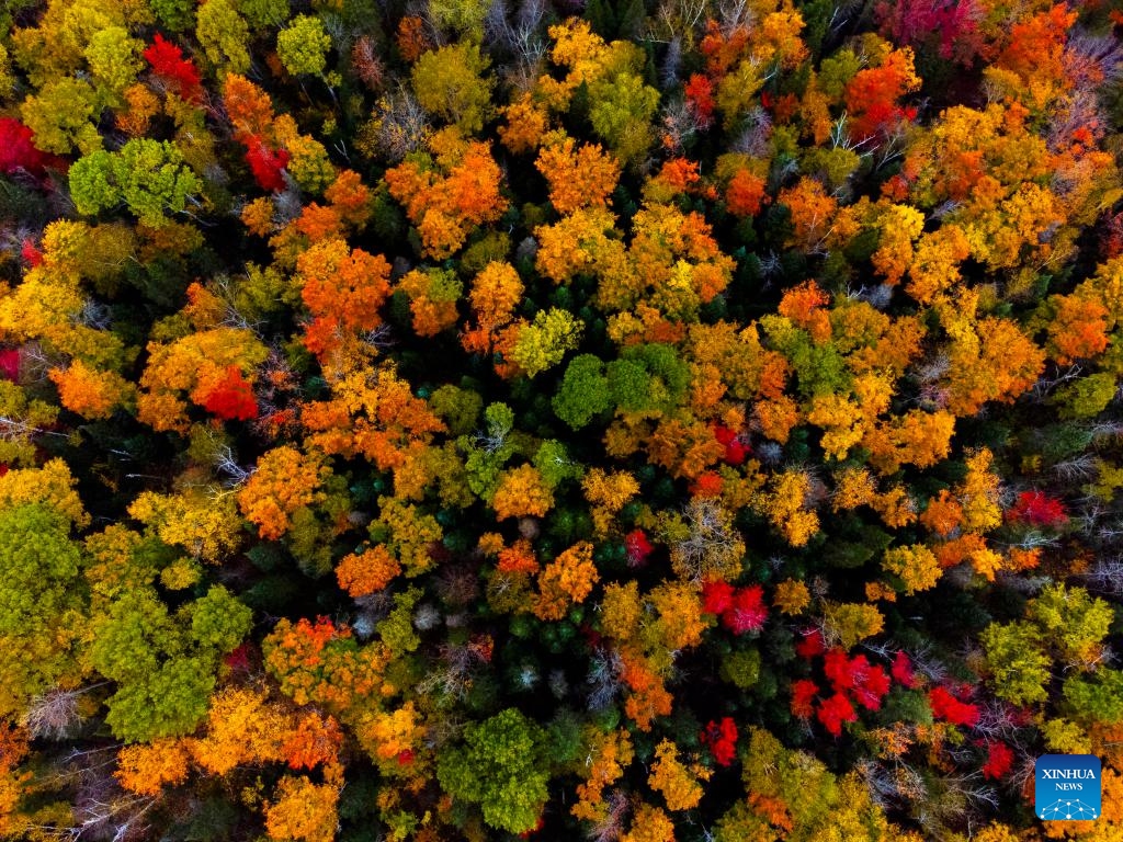 An aerial drone photo taken on Oct. 8, 2024 shows the autumn scenery near Highway 60 in Ontario, Canada. (Photo: Xinhua)