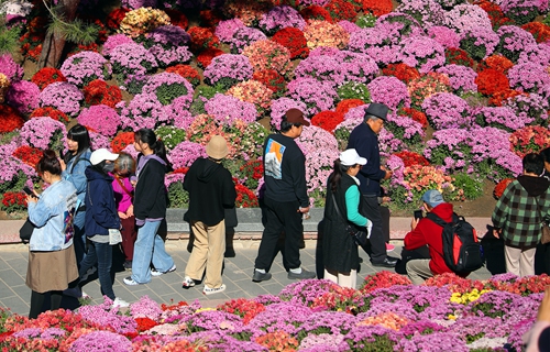 Visitors admire blooming chrysanthemums in Ritan Park, Beijing, on October 10, 2024. Photo: VCG