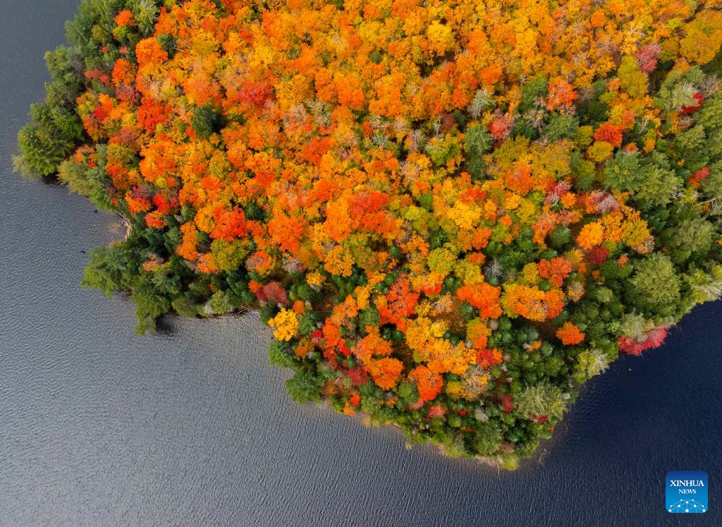 An aerial drone photo taken on Oct. 8, 2024 shows the autumn scenery near Highway 60 in Ontario, Canada. (Photo: Xinhua)