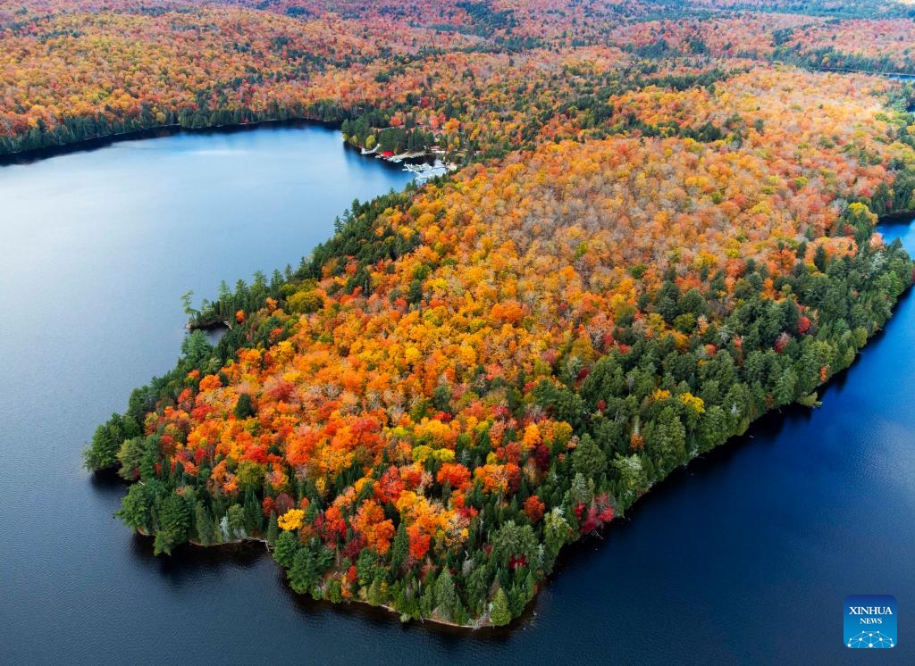 An aerial drone photo taken on Oct. 8, 2024 shows the autumn scenery near Highway 60 in Ontario, Canada. (Photo: Xinhua)