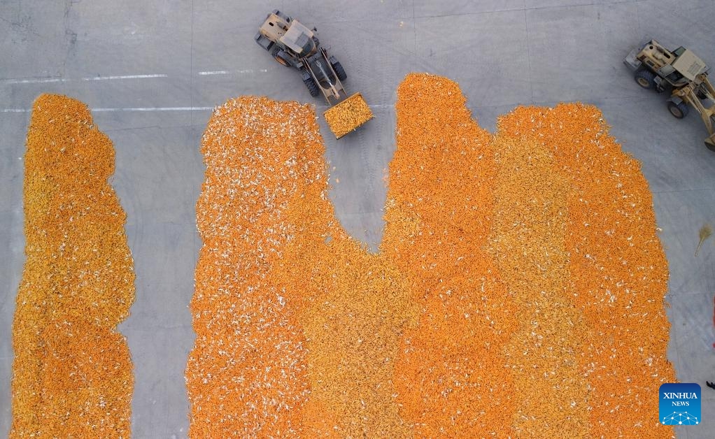 An aerial drone photo taken on Oct. 9, 2024 shows farmers driving agricultural machinery to air harvested corns at Deping Township of Linyi County, east China's Shandong Province. The autumn grain harvest season has begun across the country. (Photo: Xinhua)