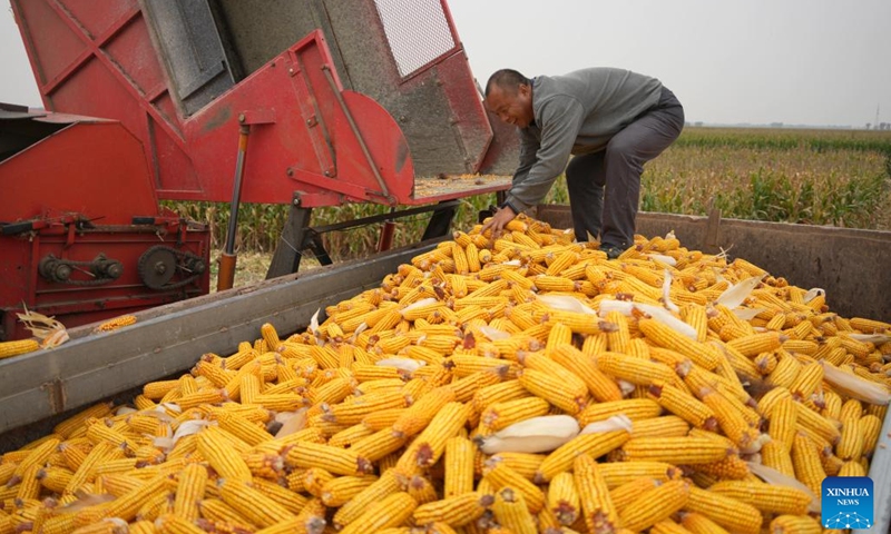 A farmer uploads harvested corns at Deping Township of Linyi County, east China's Shandong Province, Oct. 9, 2024. The autumn grain harvest season has begun across the country. (Photo: Xinhua)